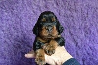 CHIOT